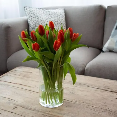 Josianne סאס פה